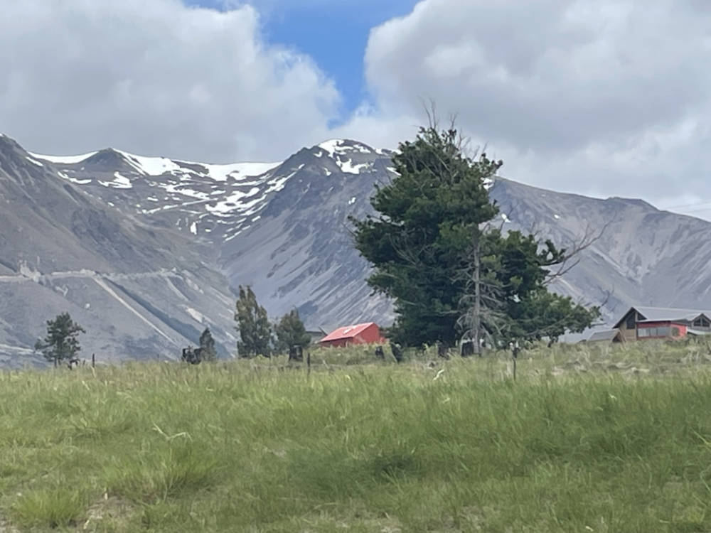 A tree and mountain at Lake Ohau, New Zealand